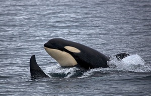 Des orques coulent un voilier : la vidéo