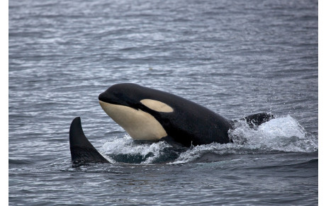 Des orques coulent un voilier : la vidéo